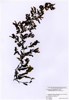 藏品(重緣葉馬尾藻)的圖片